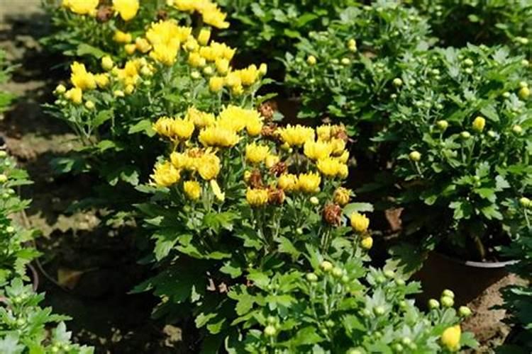 菊花施肥的时间和方法介绍