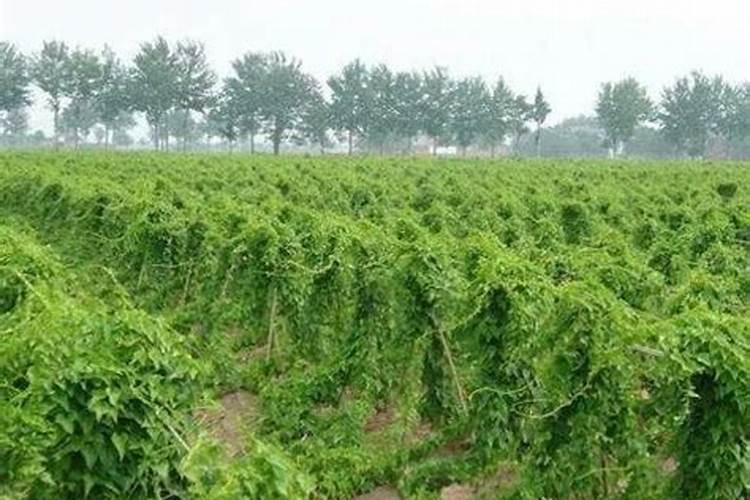 种植山药氮肥什么时候施磷肥什么时候施钾肥什么时候施