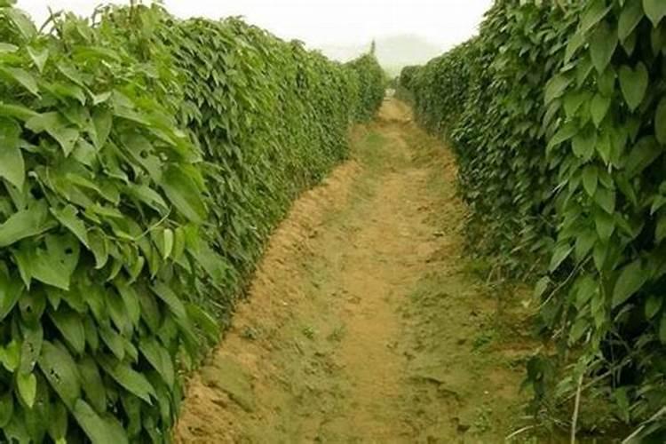 山药什么时候追肥合适