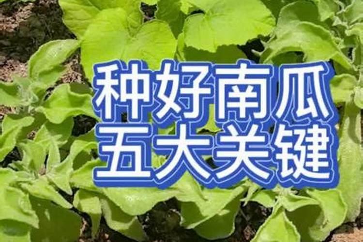 南瓜不能碰三种肥料