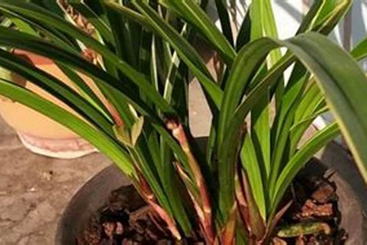 氯化钾是钾肥吗 化肥氯化钾的作用与功效