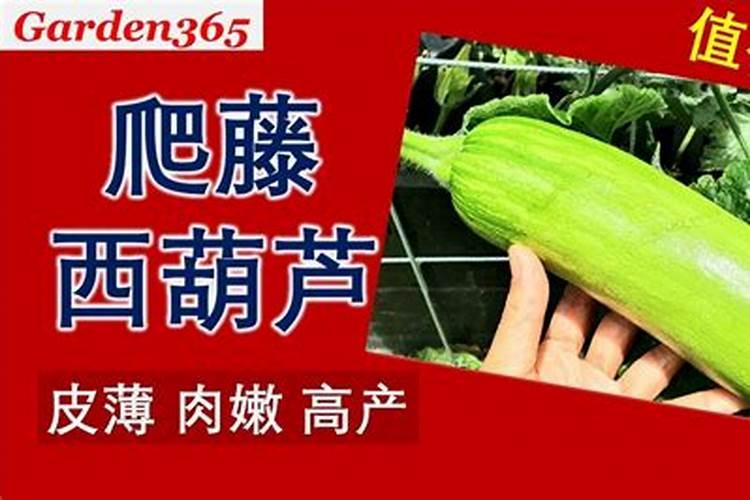 西葫芦用什么肥能高产？西葫芦喷什么叶面肥好？