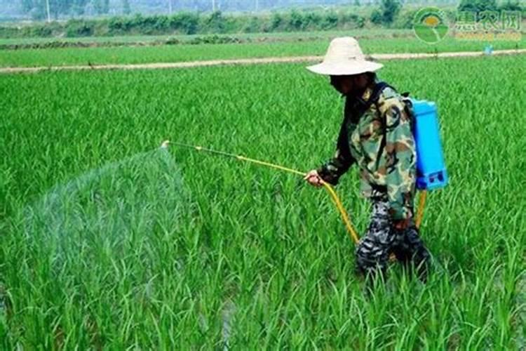 芸苔内酯适合打什么蔬菜