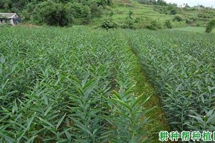 龙芽百合种植地酸碱度几点才是最恰合种植？