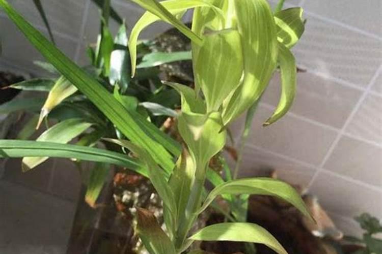 磷酸二氢钾食用百合能叶面喷施吗？