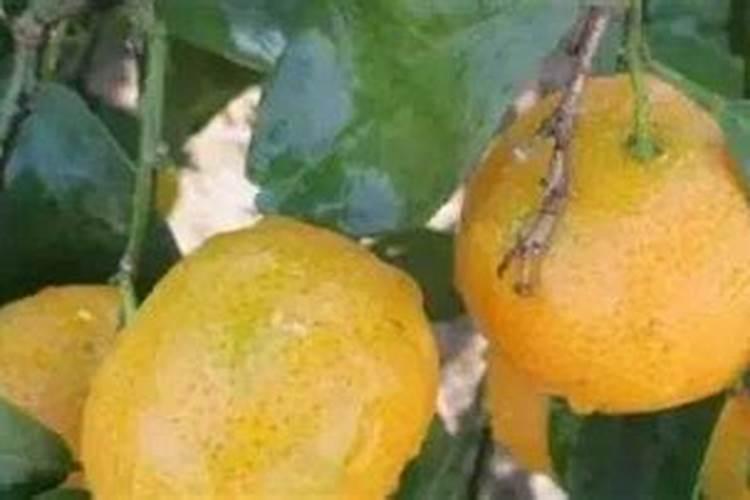 果农们注意了,想要磷肥施肥效果好请记住这几点!