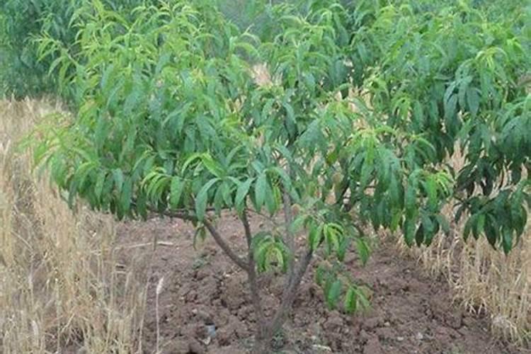 桃树结果期用什么冲施肥好？桃树挂果期用哪些肥料好？