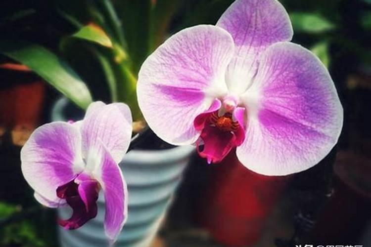 蝴蝶兰冬天如何过冬？