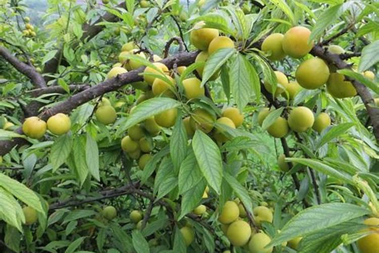 李子树秋季施什么肥？