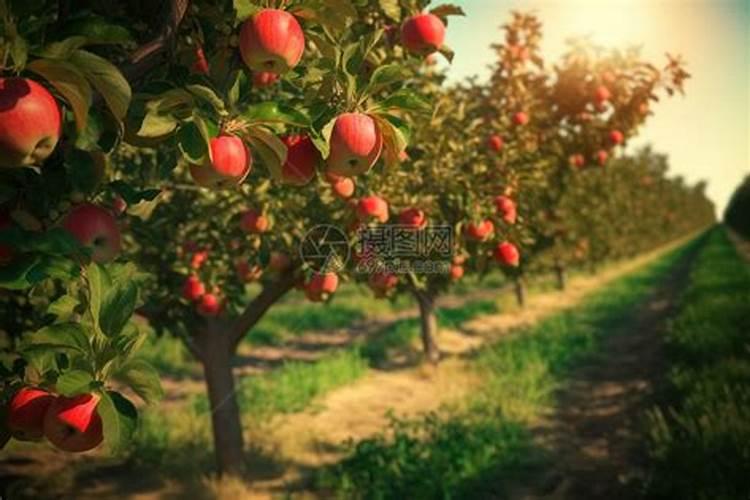 柑橘座果期冲施什么肥料好？柑橘保花保果叶面喷什么好？