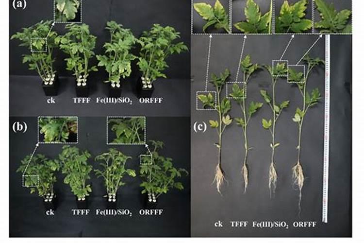 硅钙镁锌铁棚肥料的作用