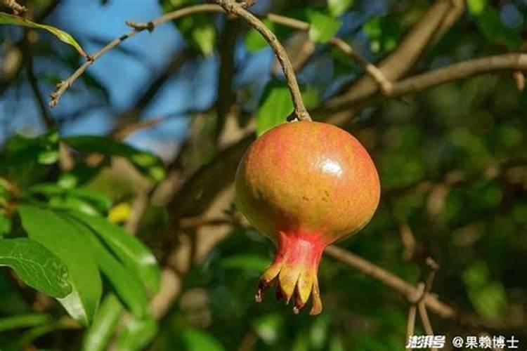 为什么石榴树光长叶子不开花？