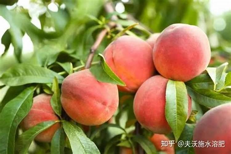 桃树施什么肥最好