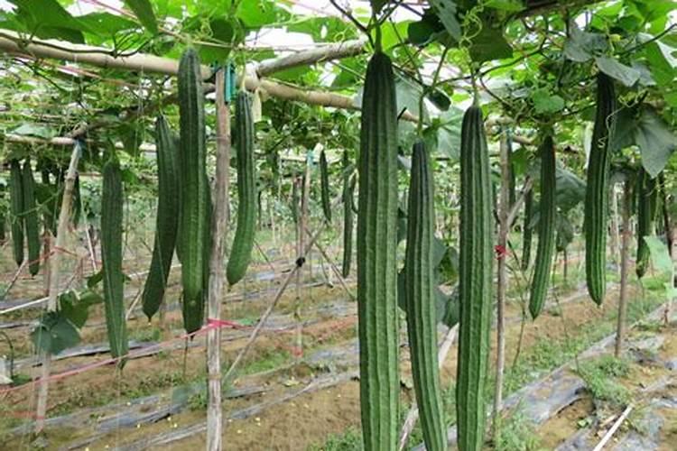 大棚丝瓜能追施高钾复合肥吗