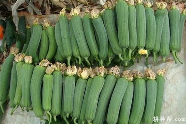 种丝瓜用什么肥料最好