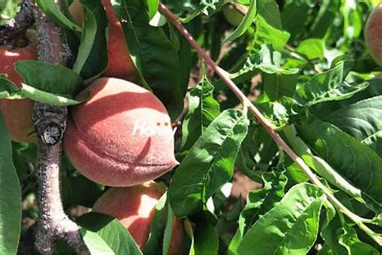 桃树水浇后可以上尿素吗？