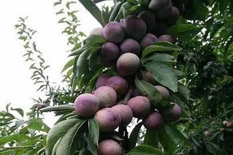 脆红李什么时候施肥好 如何控制施肥量