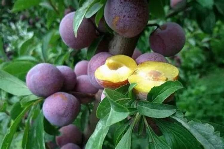 脆红李什么时候施肥好 如何控制施肥量