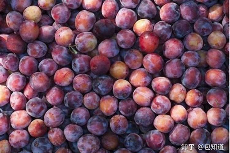 脆红李用什么肥料最好