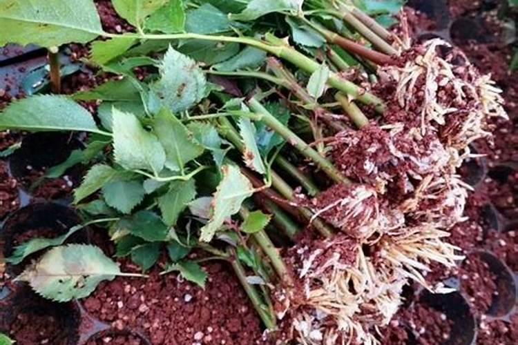 栽种一个月玫瑰适用高钾肥料还是高氮肥料