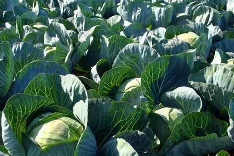 甘蓝主要的施肥方式是什么？甘蓝的变种有哪些？