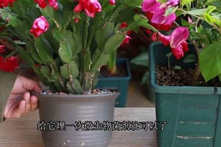 怎么给花施肥？施什么肥？