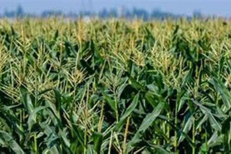 玉米一生对氮肥的需求量