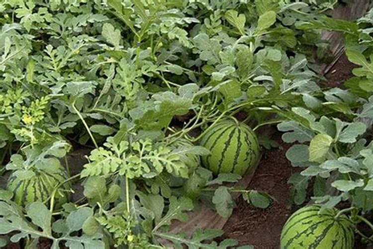 西瓜育苗期用什么水溶肥料能促进苗快速生长？