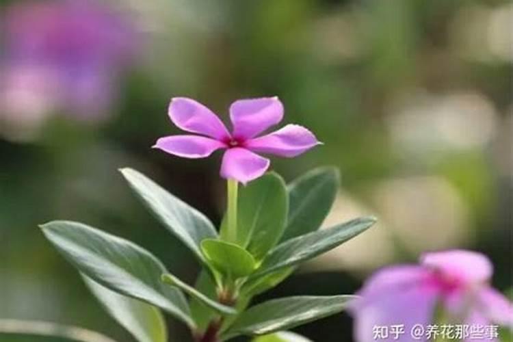 长春花冬天怎么养护,叶子发黄怎么办