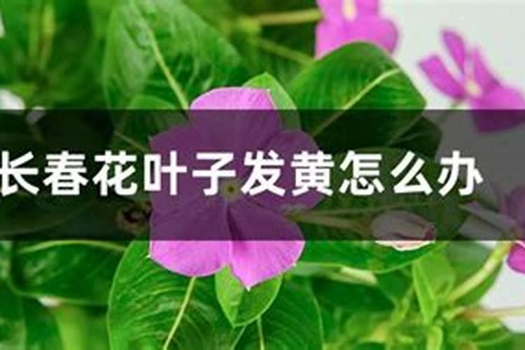 长春花不开花怎么办？这几招学会不愁它不开花啊!