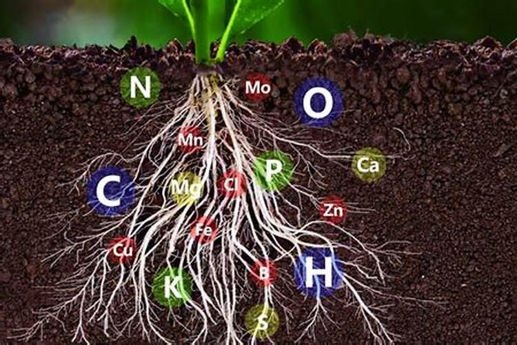 冬季如何解决蔬菜生长缓慢