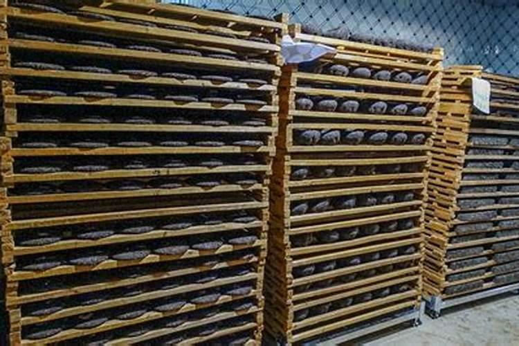 种茶叶如何喷施叶面肥好