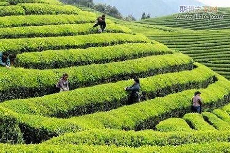 硫酸二氢钾用在茶叶上有什么好处