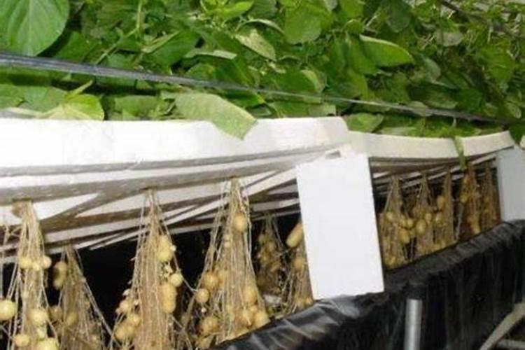 种土豆用什么肥料好啊!