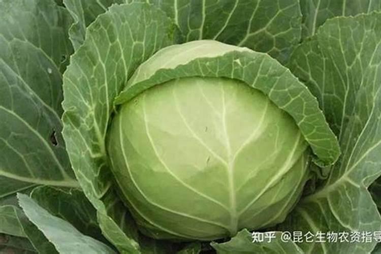 甘蓝施什么肥？甘蓝怎么施肥？