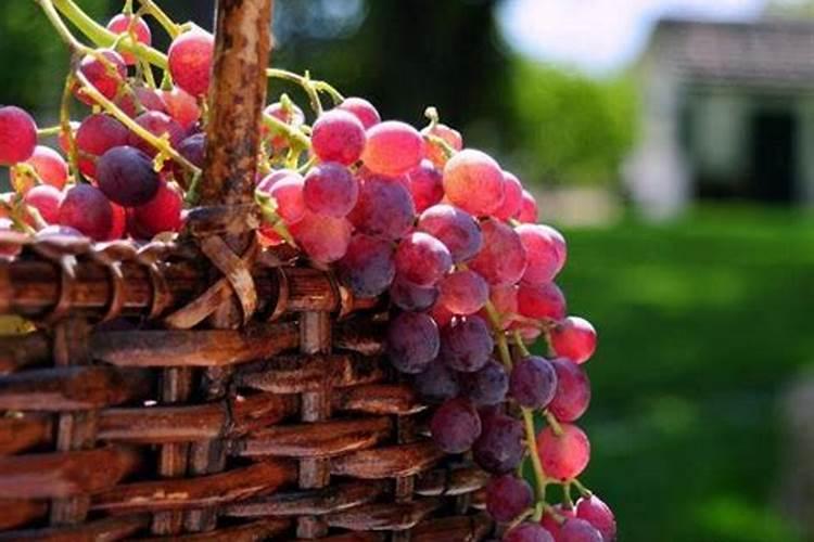 葡萄上色又返色怎么办