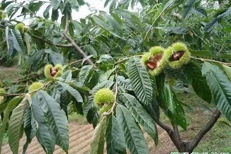 板栗施硼肥,板栗施硼肥有什么技巧？