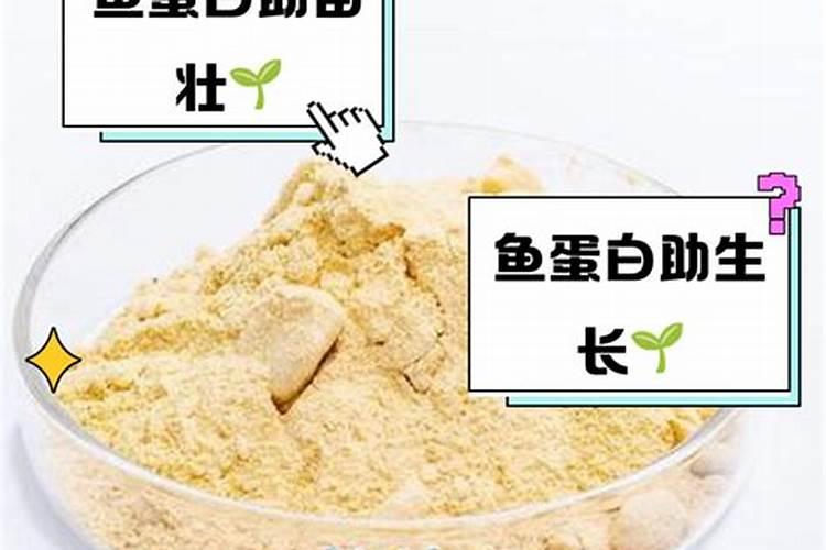 鱼蛋白能钓什么鱼