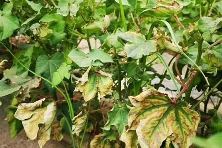 黄腐酸钾冲湿肥对棉花有什么帮助