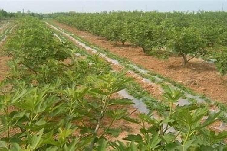 无花果用什么肥料最好