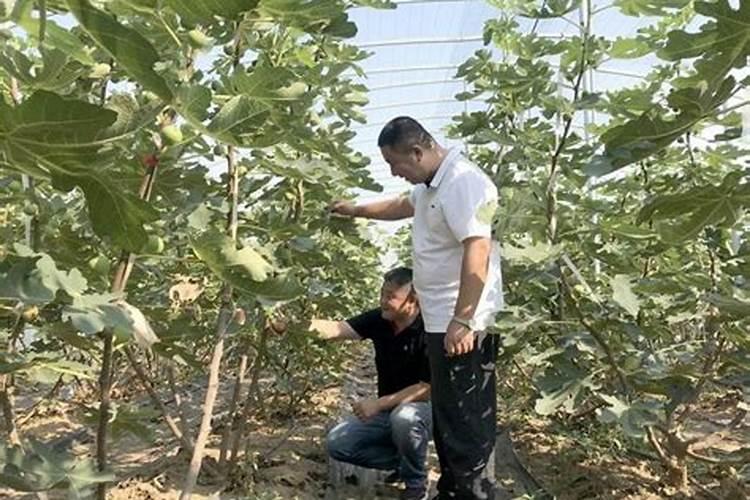 无花果果期管理技术