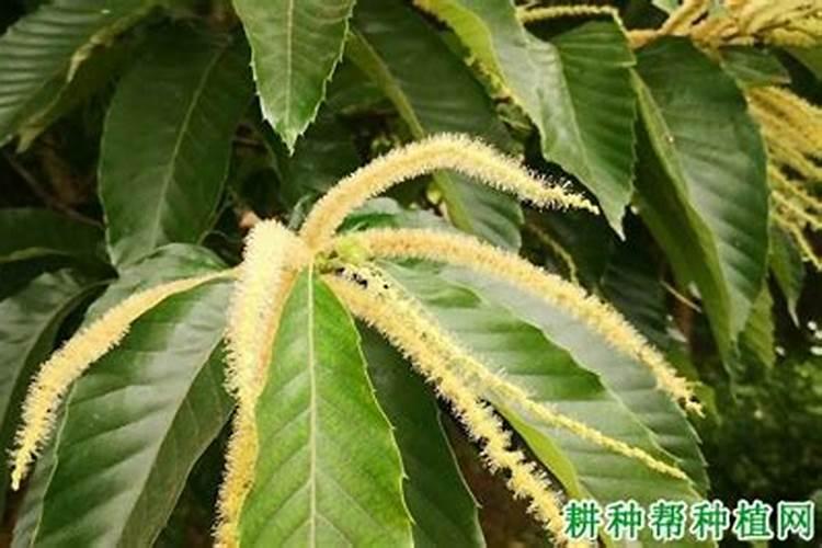 板栗园如何施用硼肥？