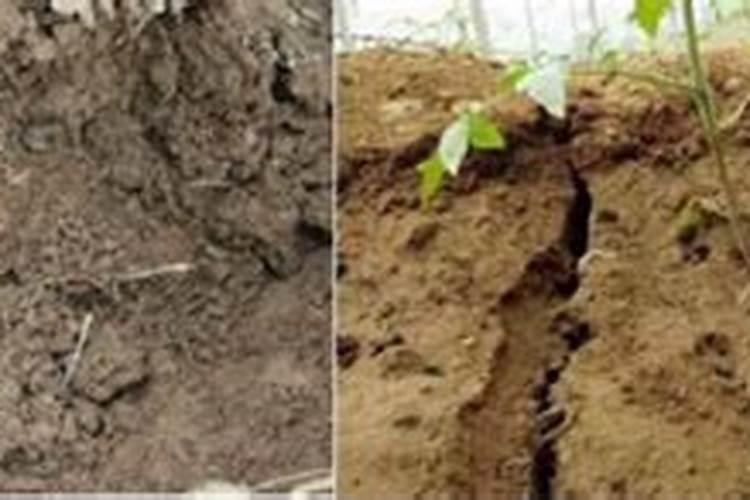 磷肥可以直接撒在根部吗