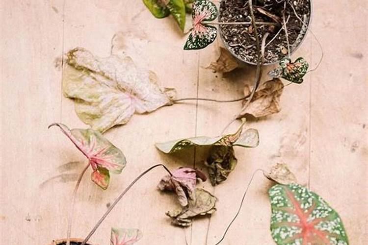 彩叶芋的养殖方法和注意事项