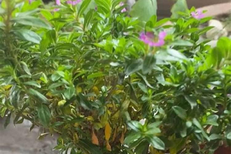 花叶子发黄用什么肥料