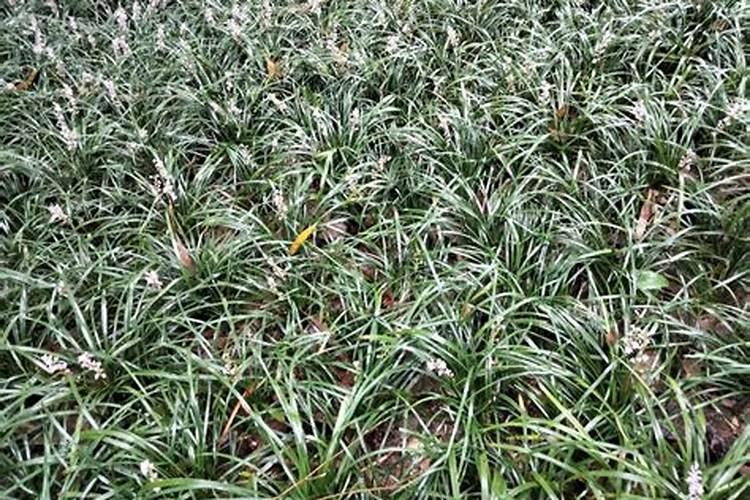 麦冬用什么肥能高产？