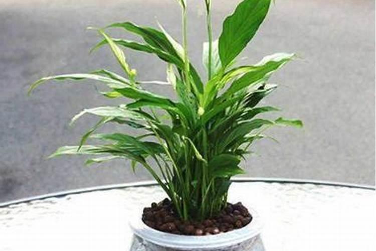 腐植酸肥料使用大忌腐植酸蒜肥料的使用禁忌