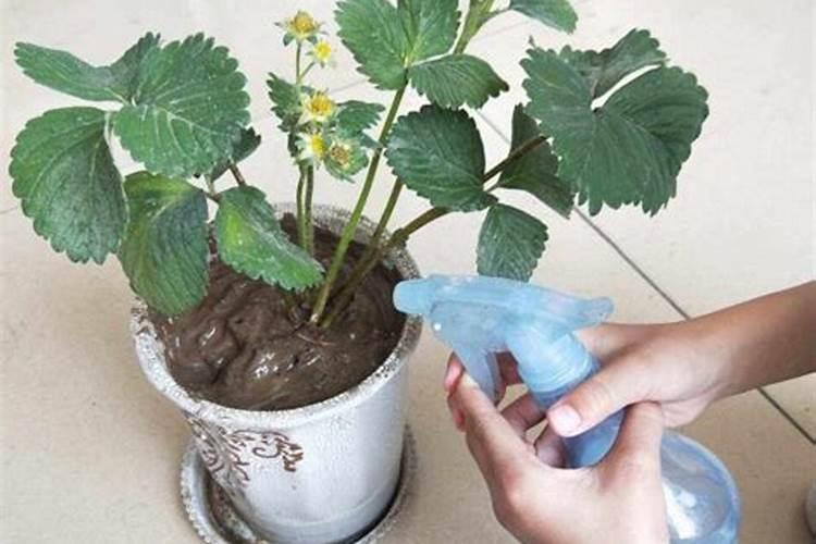 草莓缺硼怎么办