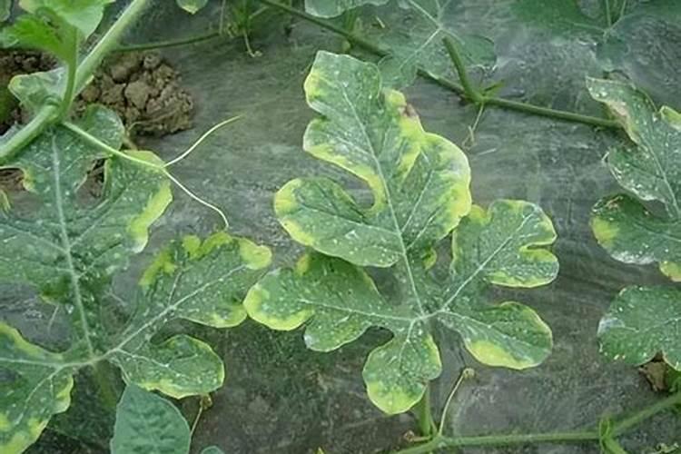 西瓜喜钾还是钾肥