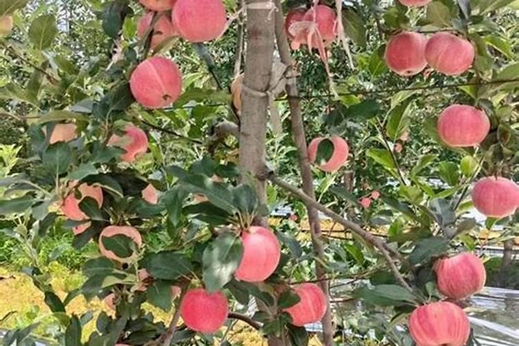 苹果树施肥时间,用什么水溶肥好